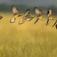 Bird transitioning from flight to landing on a branch